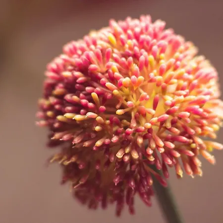 Belle - Mooi Zuid Limburg * سيمبيلفيلد