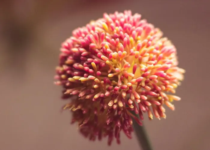 Belle - Mooi Zuid Limburg * Simpelveld