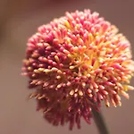 Belle - Mooi Zuid Limburg * סימפלוולד